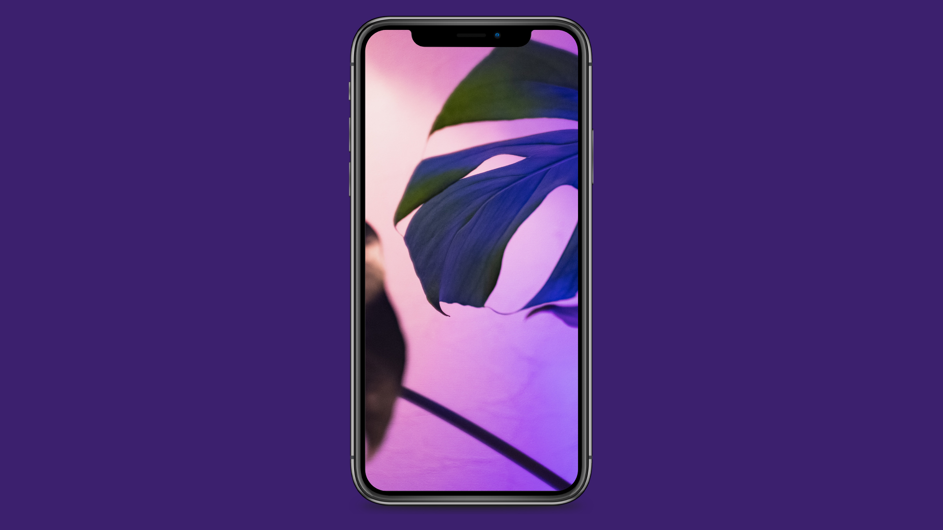 Image of an iPhone with a leaf against pink lighting. The iPhone is against a purple background.